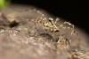 Megabunus diadema